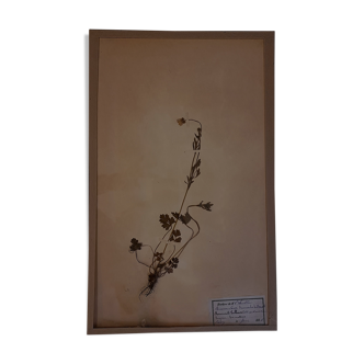 Planche d'herbier 19ème