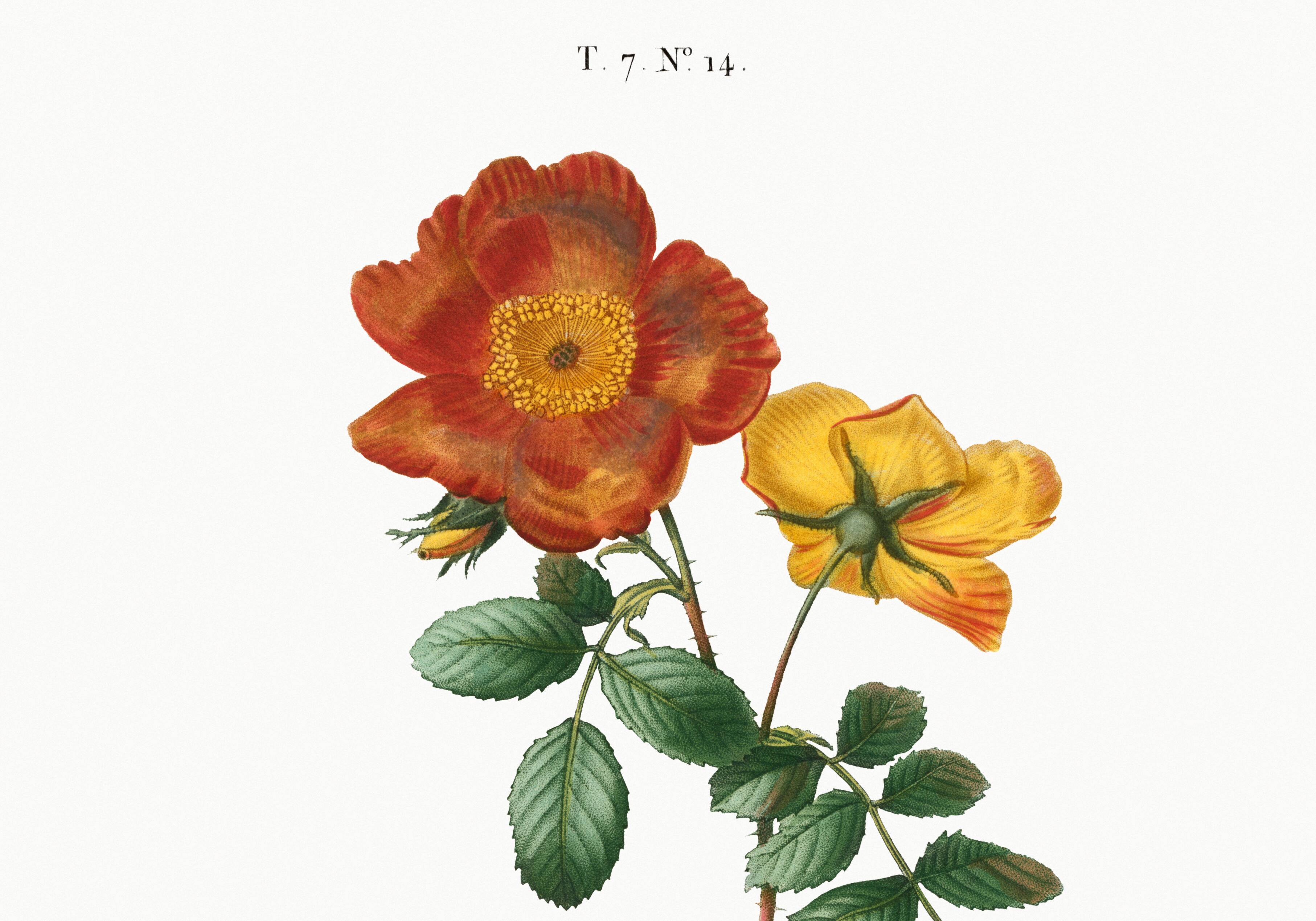 Poster about flowers (rose bush), based on an old painting