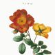 Poster about flowers (rose bush), based on an old painting