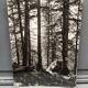 Silver gelatin photograph by Bernard Darot AFIAP. Sun in the Vosges Forest