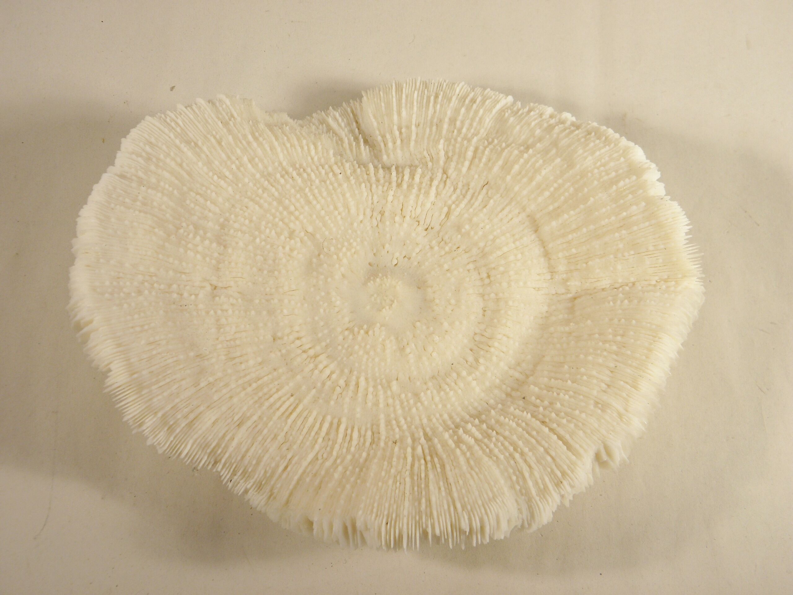White coral 17 x 17 cm