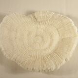 White coral 17 x 17 cm