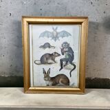 Gravure ancienne animalière