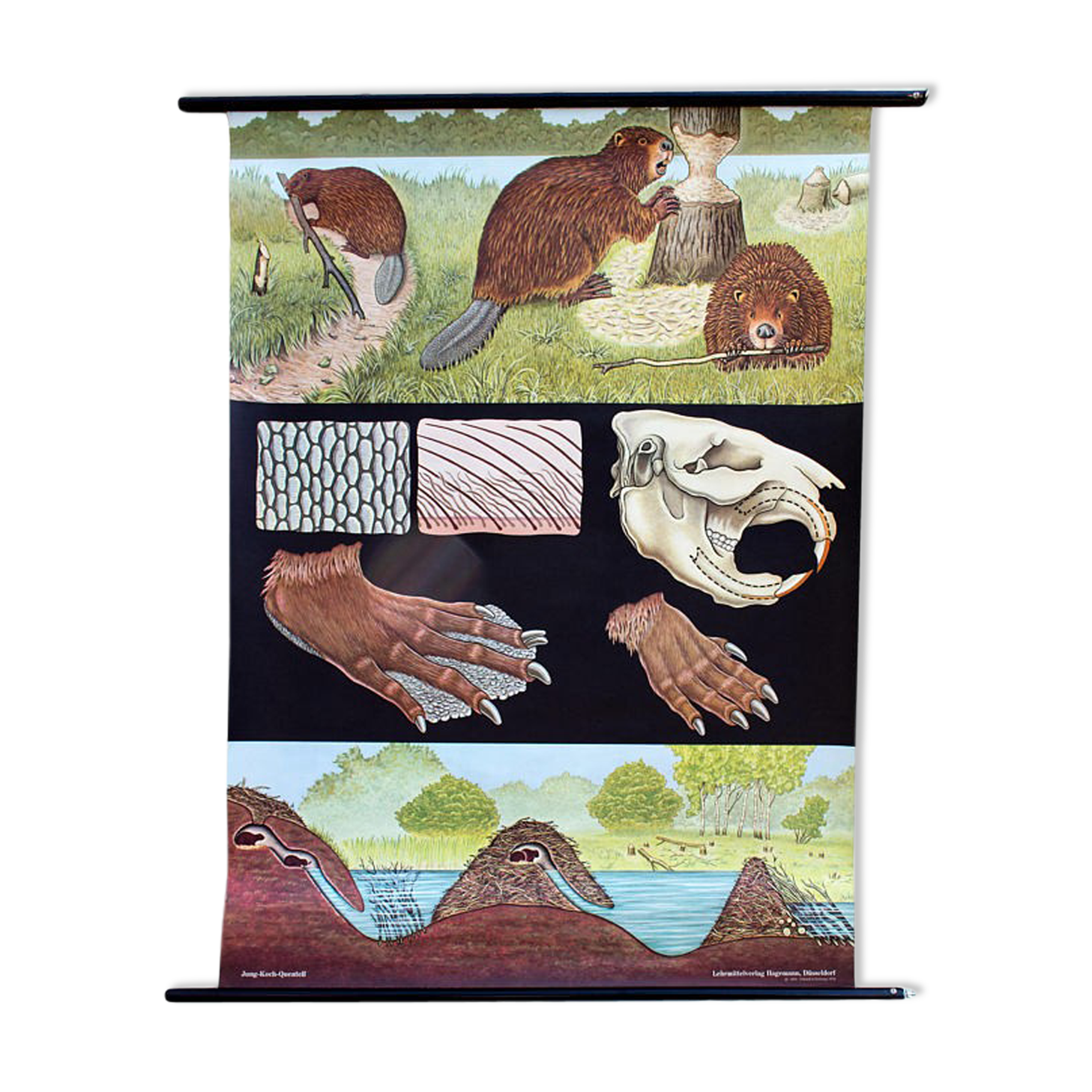 Poster wall of the school of Jung-Koch-Quentell "castor" 1972