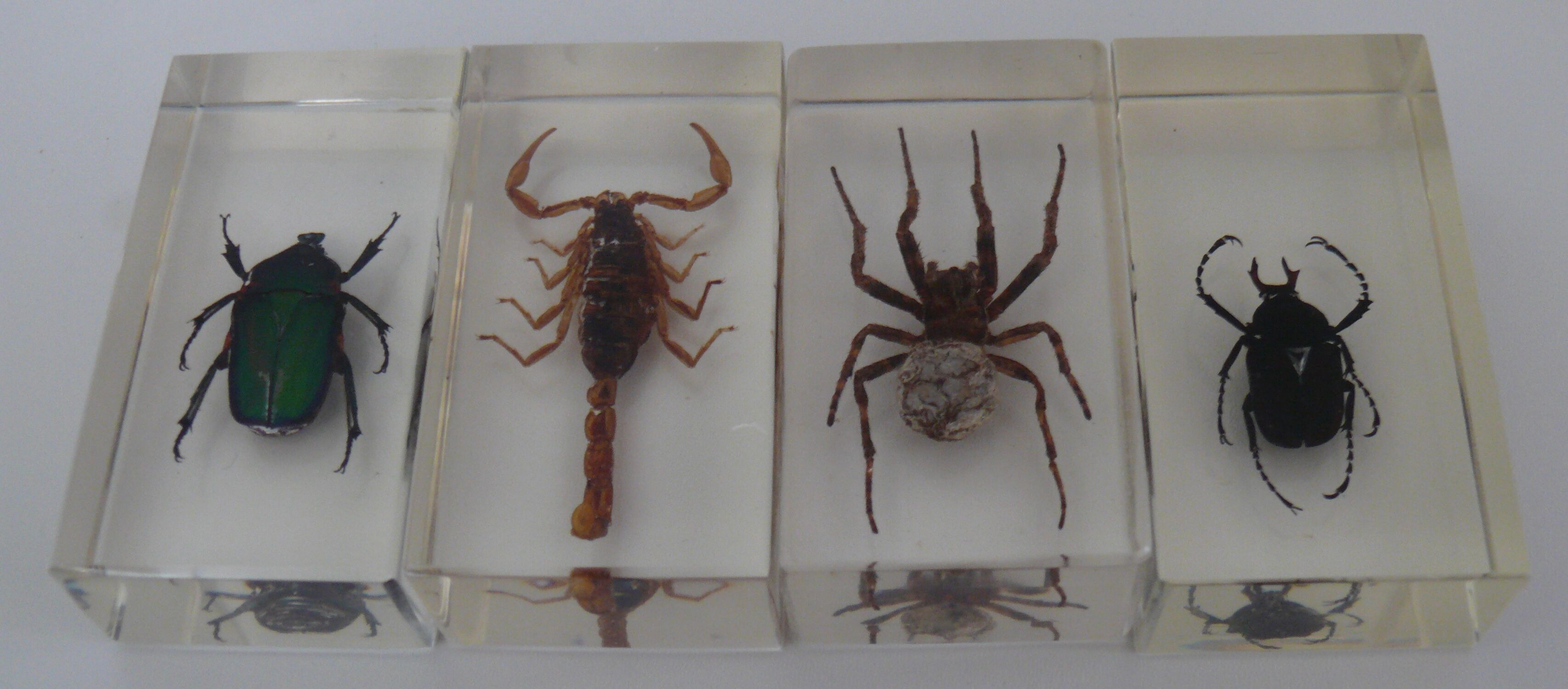 Insects in resin inclusion