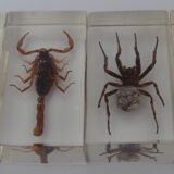 Insects in resin inclusion