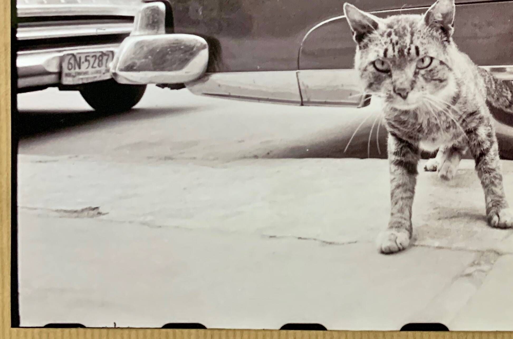 “Cat on Sidewalk” – New York City, 1958 fine art photo by Angelo Rizzuto