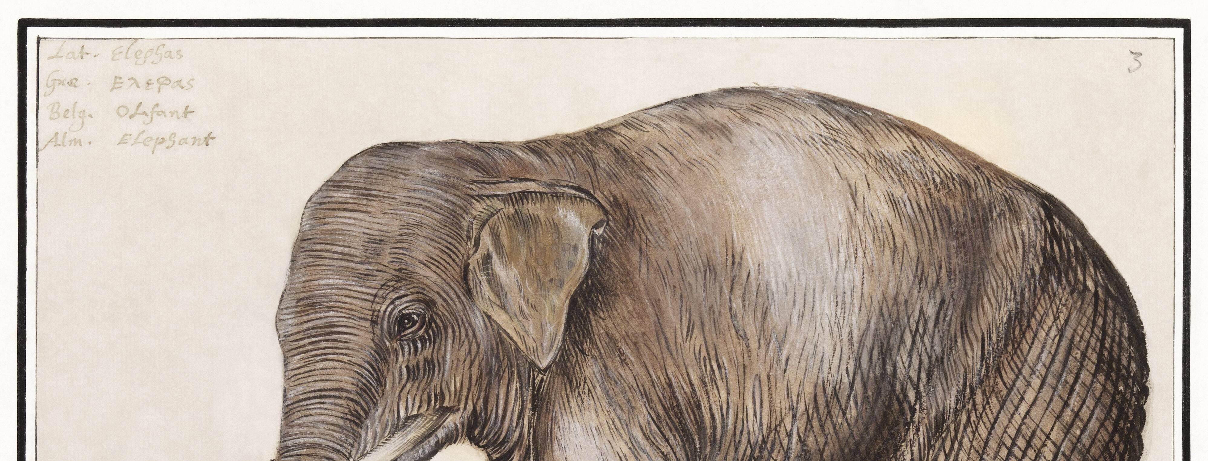 Small poster about an elephant, based on an old engraving from 1610.