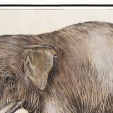 Small poster about an elephant, based on an old engraving from 1610.