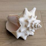 Conch Seashell - Lobatus gigas - 21 cm