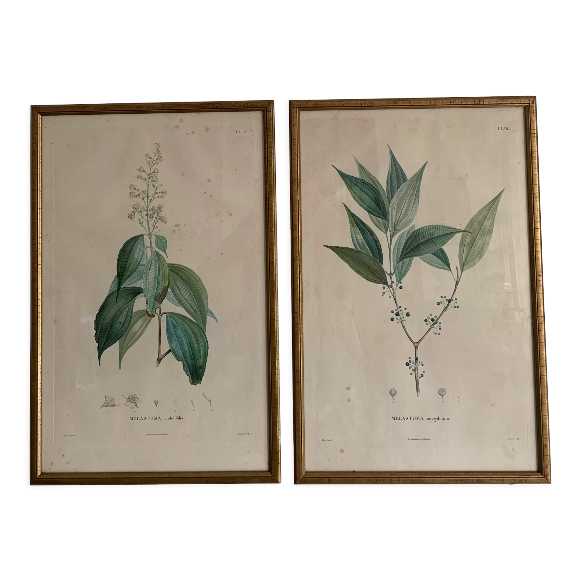 Cadres planches botanique vintage