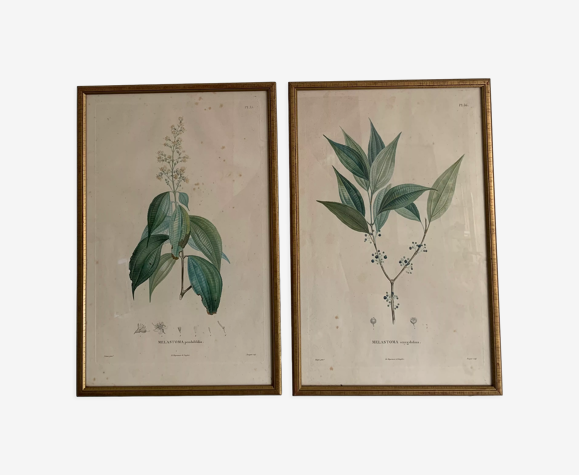 Vintage botanical boards frames
