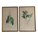 Vintage botanical boards frames