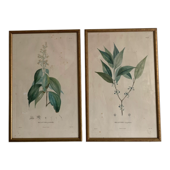 Vintage botanical boards frames