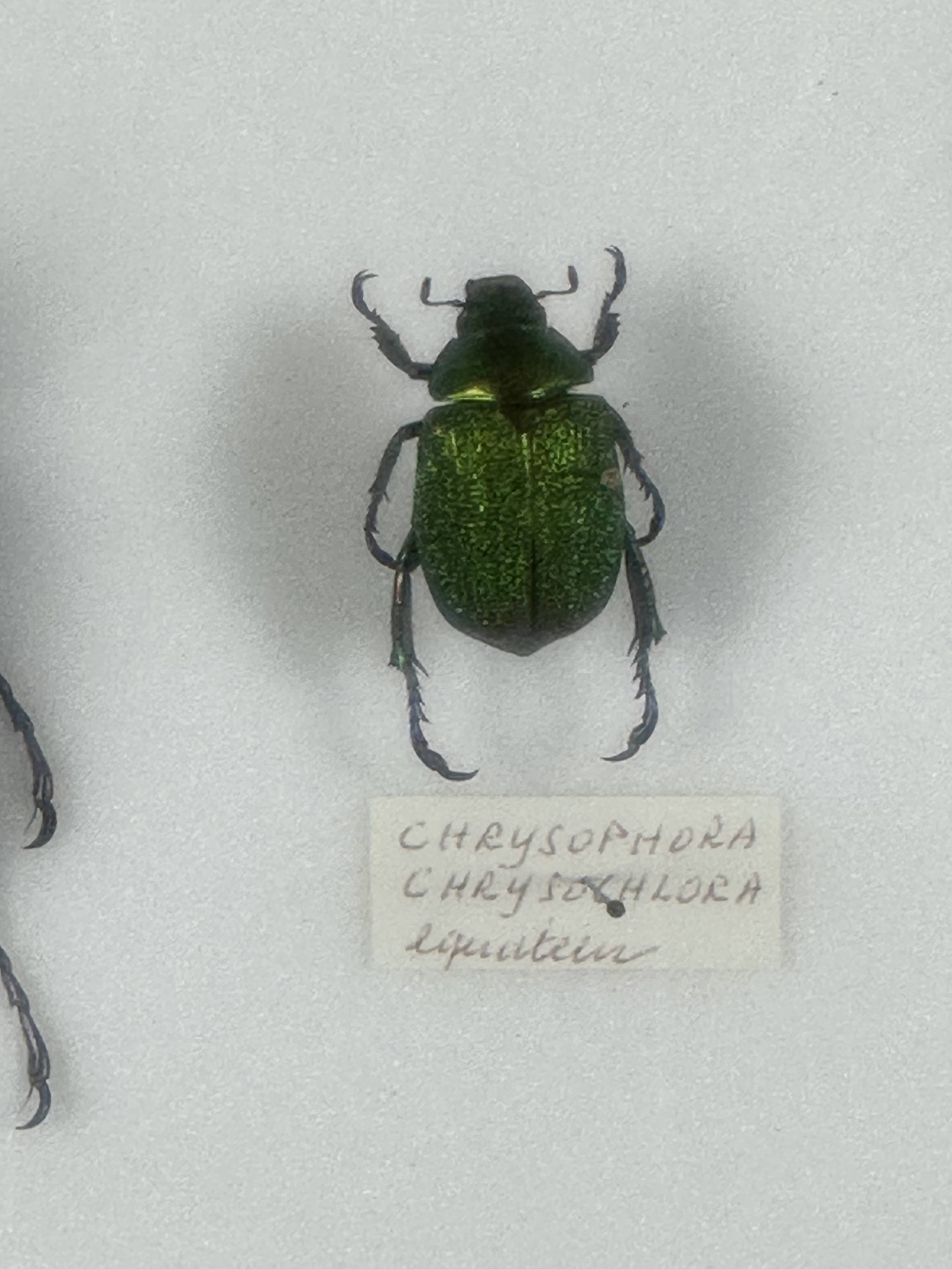 Old entomological insect frame 21 species