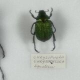 Old entomological insect frame 21 species