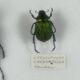 Old entomological insect frame 21 species