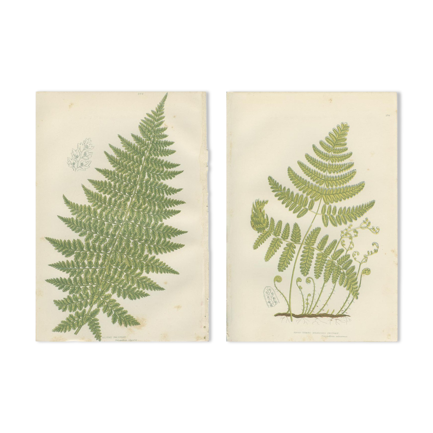 Deux planches botanique de fougères, polypode rigide à trois branches, polypode alpin