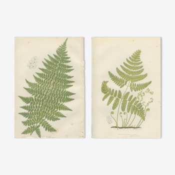 Deux planches botanique de fougères, polypode rigide à trois branches, polypode alpin