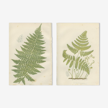 Two botanical plates of ferns: three-pointed rigid polypode, alpine polypode