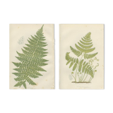 Two botanical plates of ferns: three-pointed rigid polypode, alpine polypode