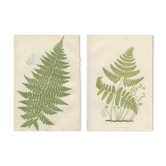 Two botanical plates of ferns: three-pointed rigid polypode, alpine polypode