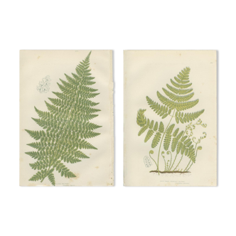 Two botanical plates of ferns: three-pointed rigid polypode, alpine polypode
