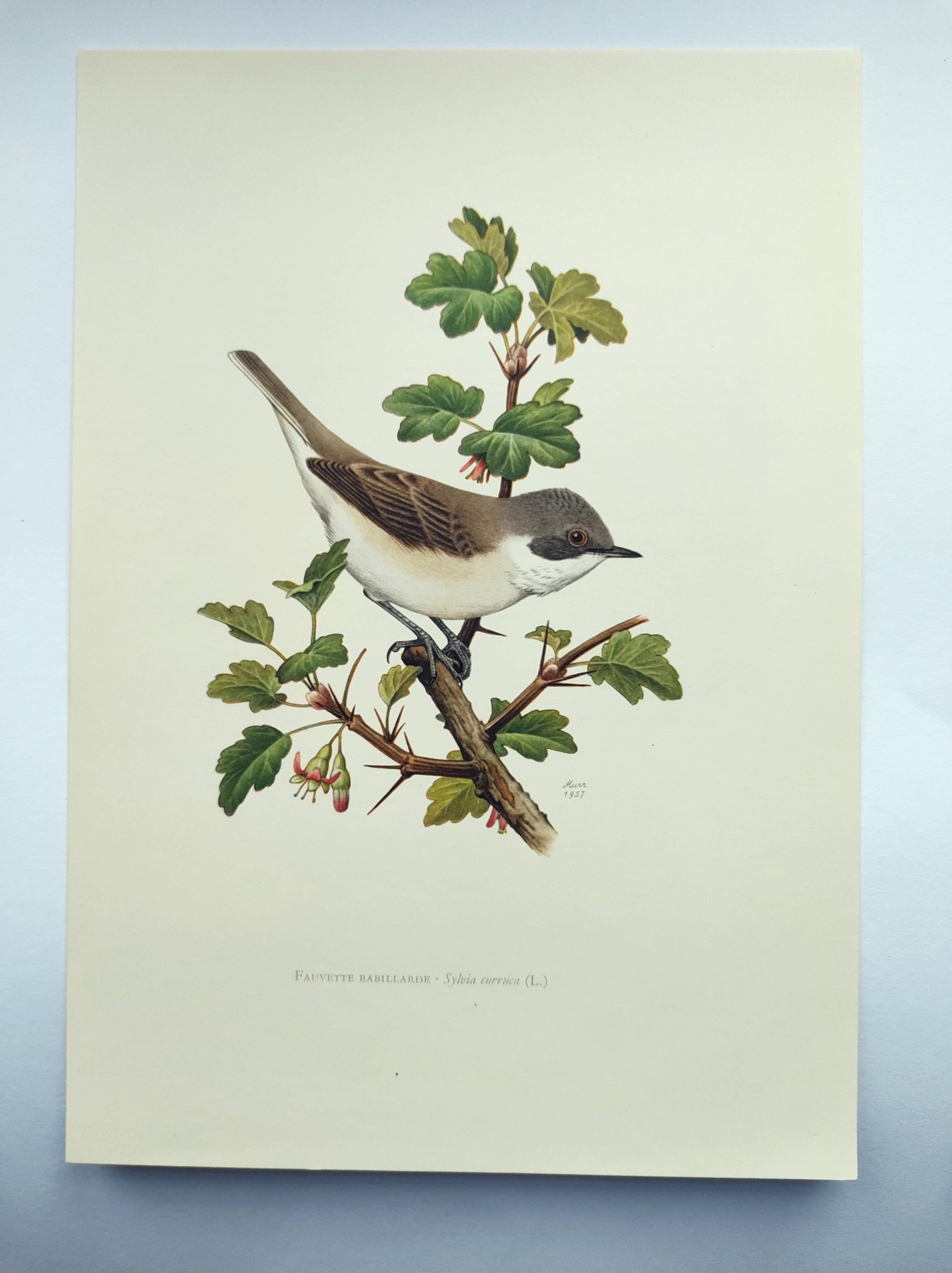 Bird vintage board 1960s - Warbler - Zoology and ornithology illustration