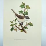 Bird vintage board 1960s - Warbler - Zoology and ornithology illustration