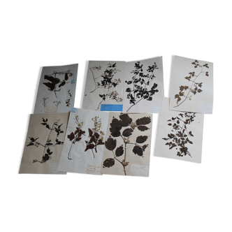 Old batch of botanical boards dried plants cabinet of curiosity