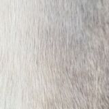 Lot of 2 carpets cow skins 120x60cm