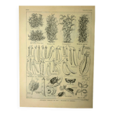 1921 botanical plate by M. Dessertenne - Peas - Old vegetable garden