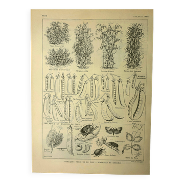 1921 botanical plate by M. Dessertenne - Peas - Old vegetable garden