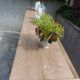 Raw wood craft furniture, pearl gray interior.