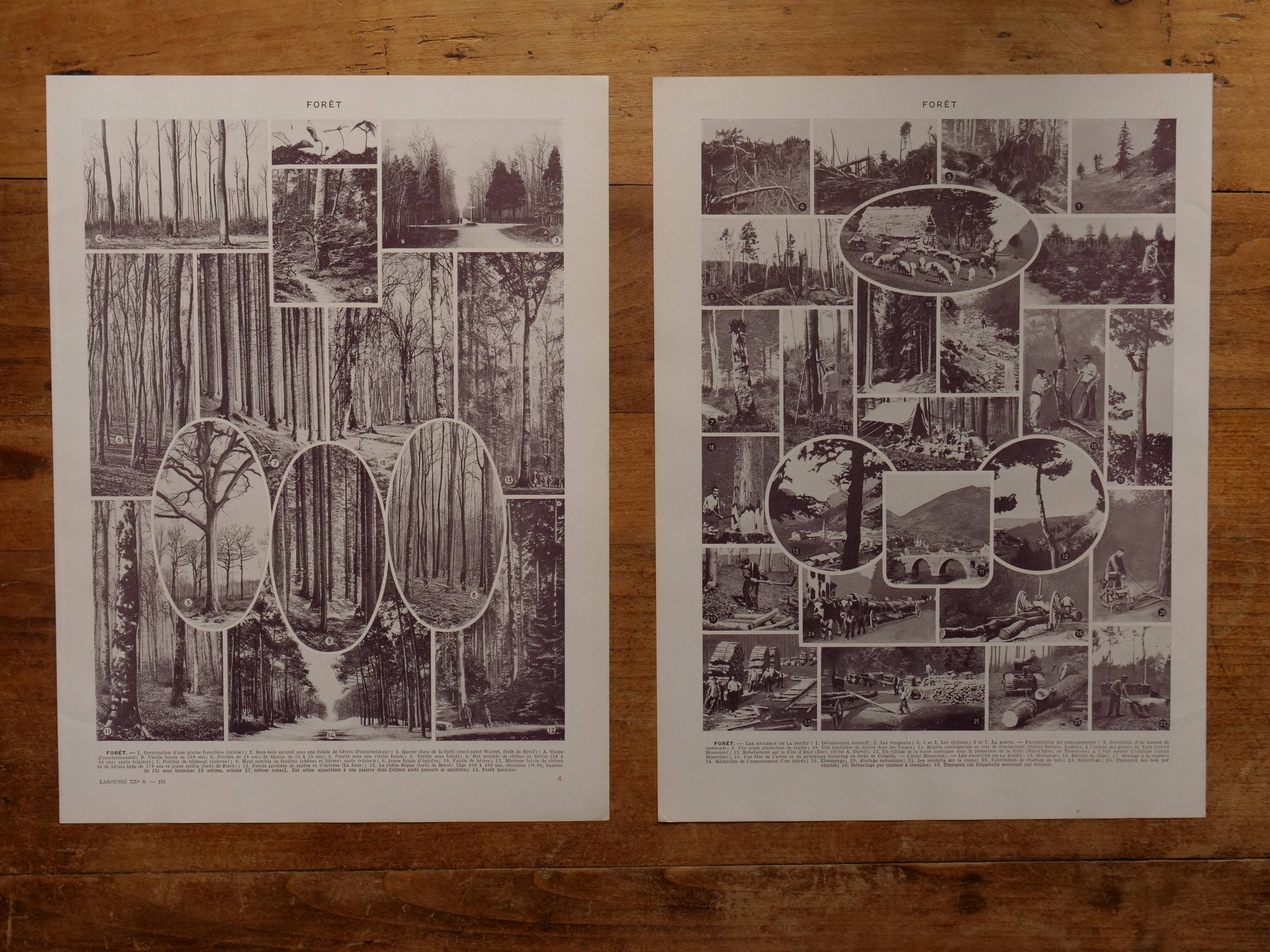 Original lithographs on forest and forest trees