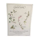 Vintage botanical board