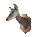 Old deer trophy