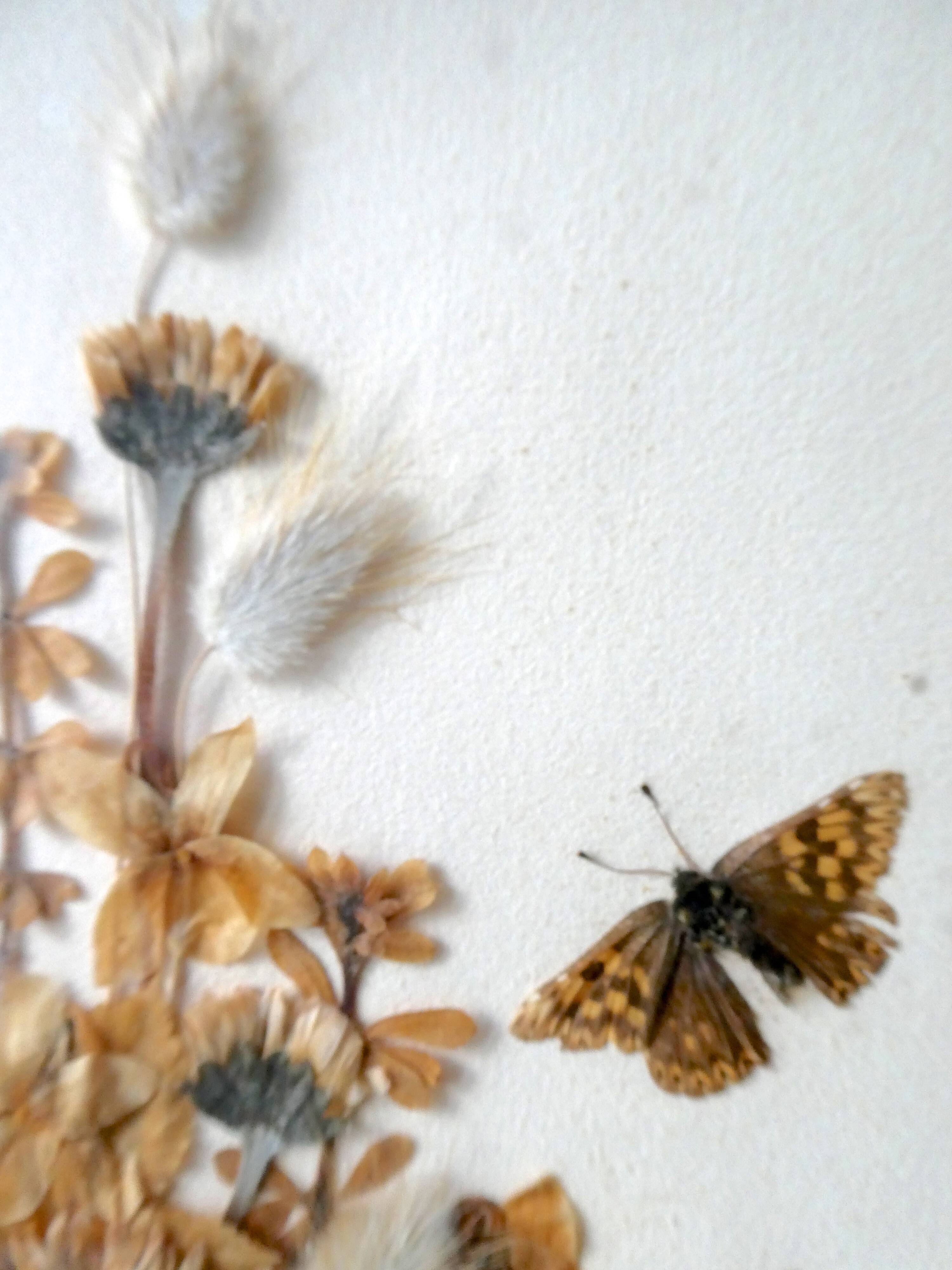 Pair of herbarium, flowers, butterfly