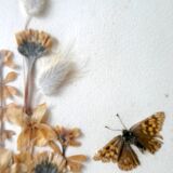 Pair of herbarium, flowers, butterfly