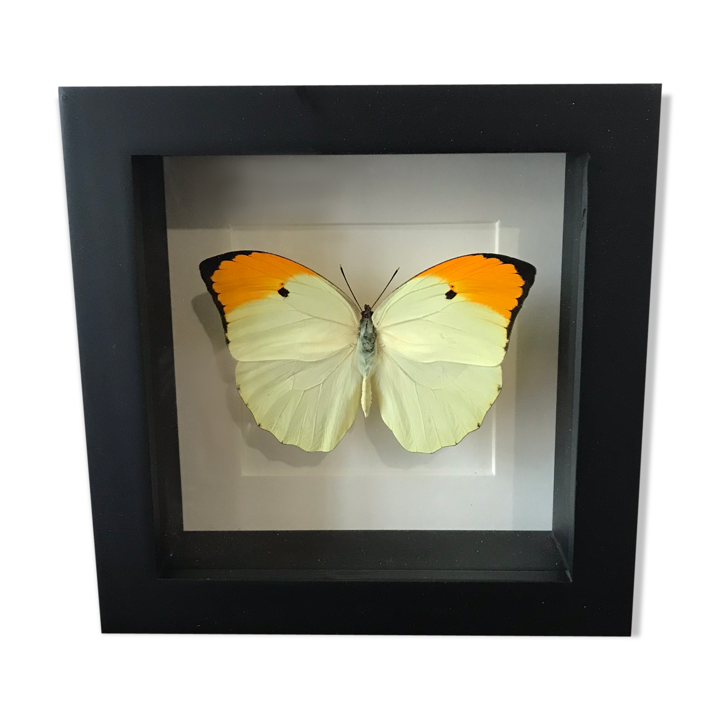 Frame Papillion Anteos Menipe 16 x 16
