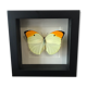 Frame Papillion Anteos Menipe 16 x 16