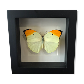 Frame Papillion Anteos Menipe 16 x 16