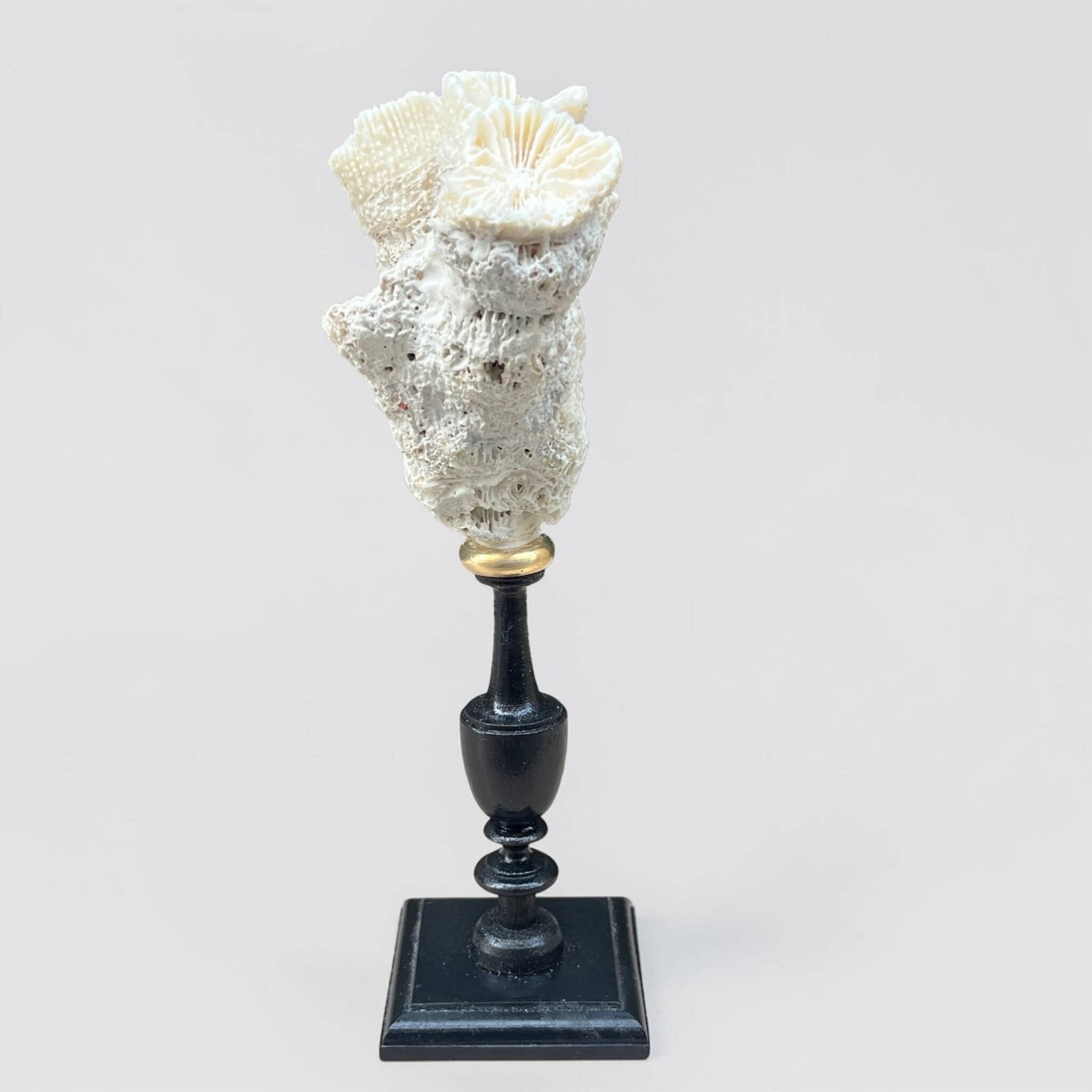 Natural white coral on a black wood base curiosity cabinet.