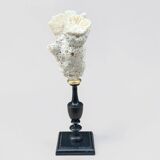 Natural white coral on a black wood base curiosity cabinet.
