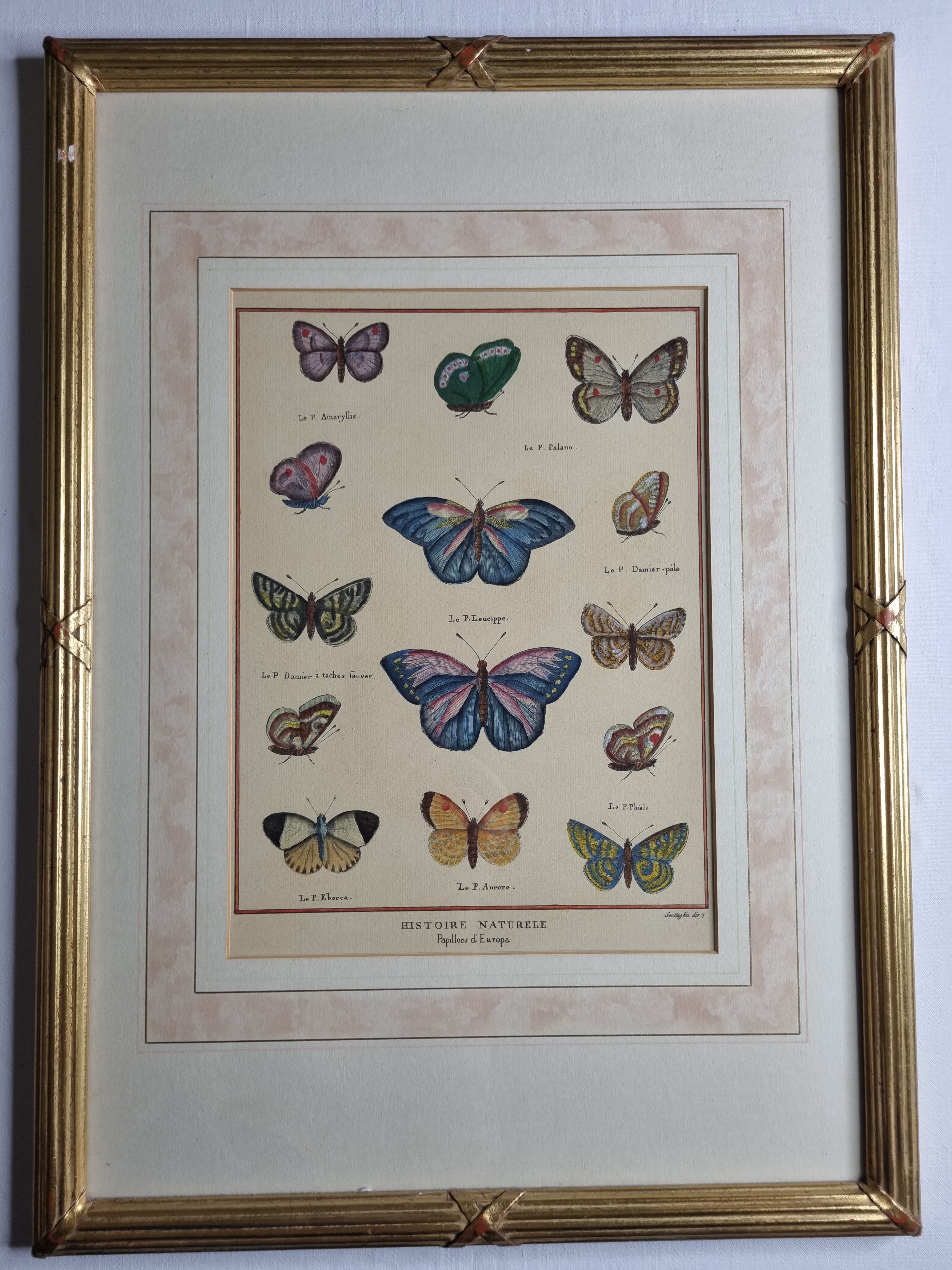 Natural history plate, "The Butterflies of Europe", after Pietro Scattaglia, XVIIIth
