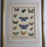 Natural history plate, "The Butterflies of Europe", after Pietro Scattaglia, XVIIIth