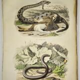 Original zoological plate from 1839 "saurian"