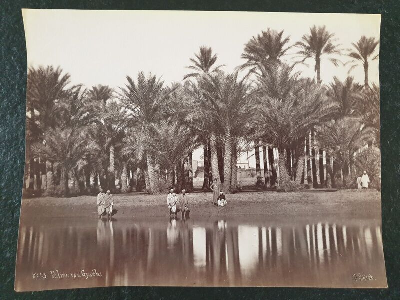 Photographie, tirage albuminé - Palmiers de Gyzeh, près du Caire, Egypte, Pascal Sébah (1823-1886)