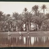 Photographie, tirage albuminé - Palmiers de Gyzeh, près du Caire, Egypte, Pascal Sébah (1823-1886)