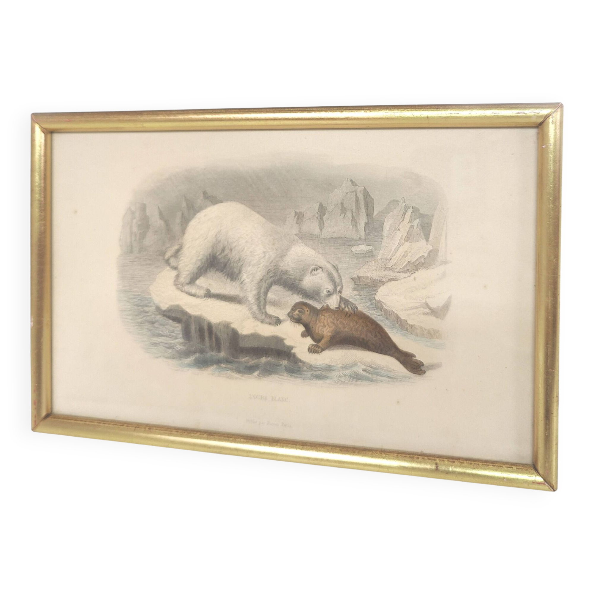 Planche zoologique gravure Buffon ours blanc et phoque cadre bois doré